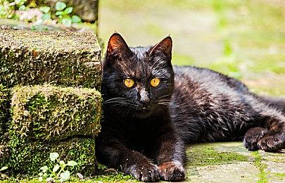 像素AVG游戏《宇宙灯塔》Steam页面 明年发售